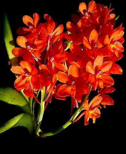 Ascocentrum curvifolium 